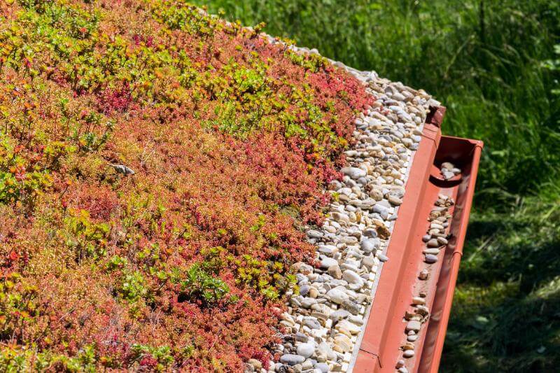 Sedum Roof